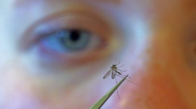 Denver Reports First Known West Nile Case In City Resident